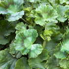 100  Geranium Seeds -berry Phantom- Fragrant - Fresh Flower Seeds Non Gmo