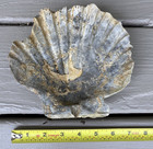 Giant 6 8    Fossil Chesapecten Scallop Seashell Va Megalodon Era