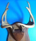 Vintage 8 Point Whitetail Deer Antlers Prof Mount Mancave Cabin Taxidermy