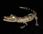 Real Crocodile Taxidermy Genuine Rare Specimen American Gator Taxidermy