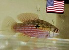 5  american Flag Killi Fish   best Algae Eating Fish  farm Raised 