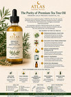 Premium Tea Tree Essential Oil 50ml - 100  Pure  Steam Distilled  Premium Qualit