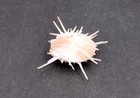 Imperial Thorny Oyster Shell Pair Spondylus  1 Shell Pair Approx  2 5  Inches 