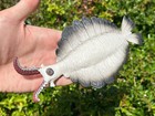 Anomalocaris Arthropod Fossil Model Display Replica Toy Teaching Paleontology