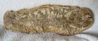 Rhacolepis Buccalis Santana Formation Northeastern Brazil Fish Fossil