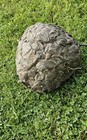      Rare 15  Bald Hornet Nest W natural Limb - Display-ready Nature Art     