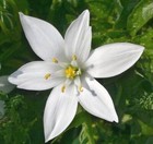 Star Of Bethlehem  ornithogalum Umbetallum    Bulbs