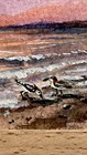Aceo Original Shorebirds Sunset Oceanside Watercolor Miniature Art By Kelly Horn