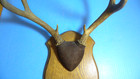 Vintage 7 Point Whitetail Deer Antlers Prof Mount Mancave Cabin Taxidermy