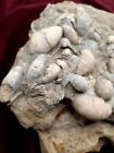 Fossil Gryphaea Bivalves Mortality Death Plate Slab Oyster Shells 6 1 2 Inches