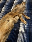 Tanned Coyote Pelt With Feet And Claws  Professionally Tanned Hide