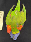 Rainbow Lorikeet Parrot From Ronn Lucas Collection Bird Skin