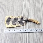 Rattlesnake Rattle With Skin Attached   2954       Taxidermy Diamondback Sidewin