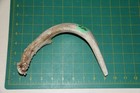 Medium Straight Deer Antler Dog Chew  26   Bone Chews Deer Elk Treats Deer 1106