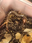 One 1  3  Inch Mountain Tiger Centipede  scolopendra Polymorpha  