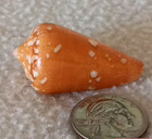 Conus Crocatus F  Thailandis  2  44 3mm Ultra  Golden Rare Beauty From Thailand