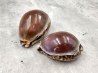 Purple Top Tiger Cowrie Seashells  2 Shells Approx  2 25  Inches 