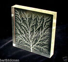 4  X 4  X 1  Captured Lightning Lichtenberg Figure Tree   Walnut Lighted Base