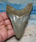 Megalodon Shark Tooth 3 3 4  Sharks Teeth Large Jaw Classic Fossil Real Serrated