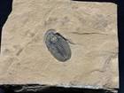 Trilobite-sweet Modocia Whiteleyi From Weeks Formation Of Utah-fossils Crinoid