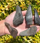 Fossil Megalodon Sharks Teeth Lot Of 6 South Carolina Shark Tooth Collection