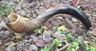 Shofar Kudu Yemenite Horn Between 40 -44  Kosher Half Natural Half Polish Chofar