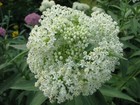 White Swamp Milkweed Native Seeds For Planting  100 Seeds  - Whorled Milkweed - 
