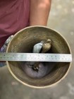11  Large Vintage Solid Brass Ship s Bell Marine Maritime Wall Boat Decor Gift