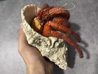 Giant Red Spotted Hermit Crab Taxidermy  Shells   Oceanic Collections