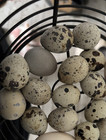 Rare Colors - 15  Coturnix Quail Fertile Hatching Eggs  Free Shipping  Npip
