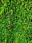 Full Green  Sequin Stretch Black Velvet Fabric By The Yard Neon Green For Dress 
