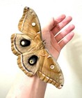 20x Antheraea Polyphemus Moth Eggs Wild Fly-in
