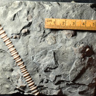 Ultra Rare Undescribed Hemiarges Lichid  Upper Ordovician Of Brechin  Ontario