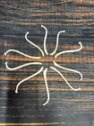 10 Real Jumbo Raccoon Baculum Penis Gag Gift Toothpick Mounts Dick Joke Art