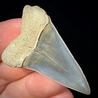 Lesser White Shark Tooth  carcharodon Hastalis  1 83  Real Fossil Shark Teeth