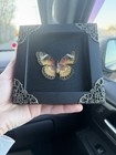 Real Butterfly Moth Specimen Display Frame Insect Case