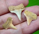 Great White Shark Teeth - Real Fossils Juvenile Chile - Natural No Restorations