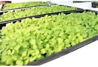 1020 Seed Starting Trays Flats Heavy Duty  Seedlings No Holes 10 x20   Fast Ship