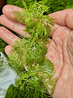 Limnophila Heterophylla Live Fast Growing Freshwater Aquarium Plant Buy2get1free