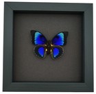 Rare Electric Blue Hybrid Butterfly Real Framed Taxidermy Moonlight Display