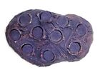 Coralline Purple 10 0 Frag Station Hub Rock Reef Plug Live Coral Reef Saltwater