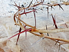 Real Handmade Jesus Crown Of Thorns - Lent  Good Friday  Passiontide  Easter