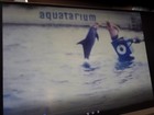 Aquatarium Marine And Zoo Animals Dolphins Vintage 8mm Home Movie Film Reel R395