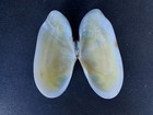  j400 Beautiful Pair Of Clam Shells  Approx  66mm