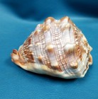 Gorgeous Bullmouth Helmet Shell Marine Cameo Mollusk Shell Coastal Decor 5 5 