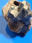 Killer Dire Wolf Molar In Partial Maxilla 