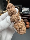 22  16mm Superb Quality Rudraksha Bracelet                                                                   
