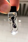  Bullet Ant Specimen              Paraponera Clavata  Hand Collected Insects
