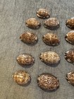 Lot 17 Various Cowrie Shells Seashell For Collections Beach Nautical Decor Craft