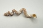 83mm Stunning Vermicularia Worm Snail Seashell Florida Marine Specimen